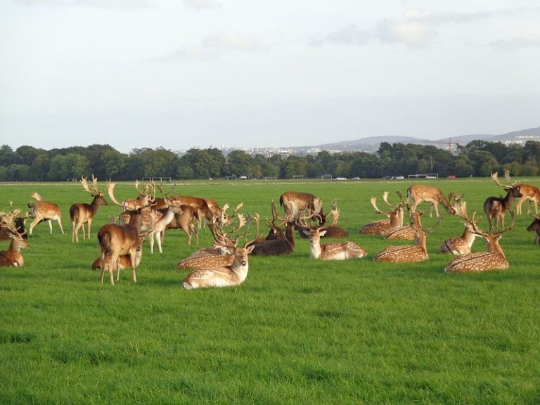 The Top Things to Do in Dublin